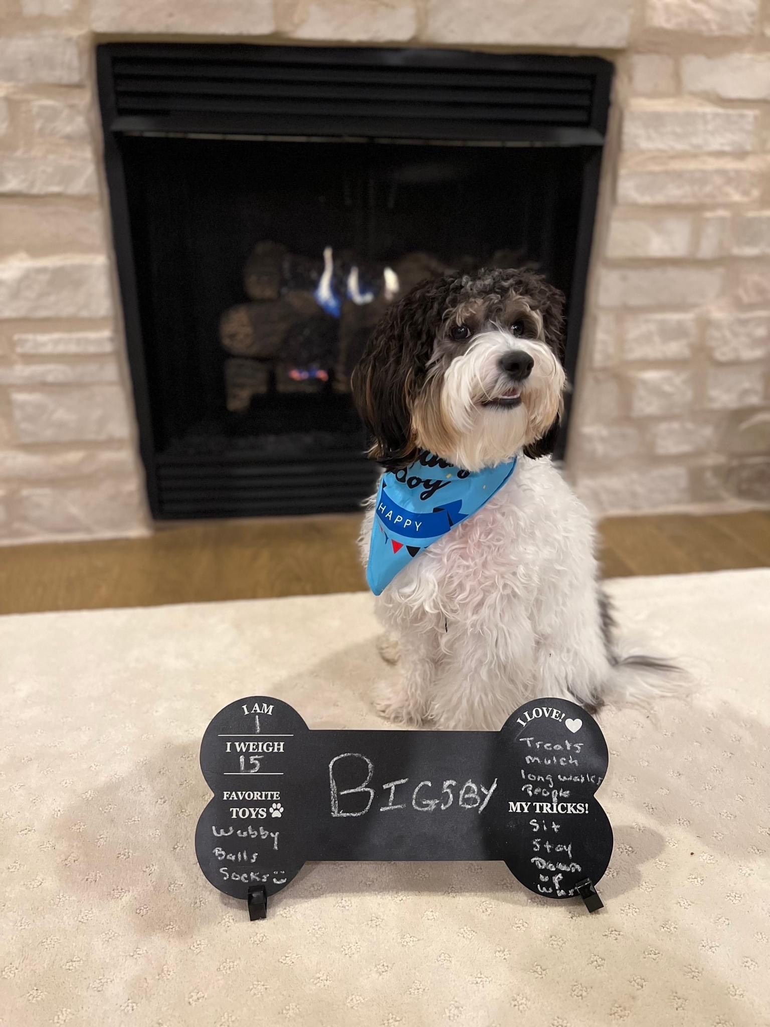 Puppy sitting in front of a fireplace
