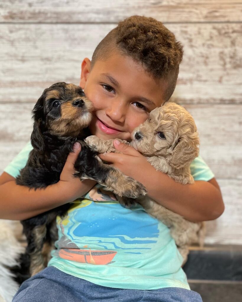 Kid holding two cavapoo puppies