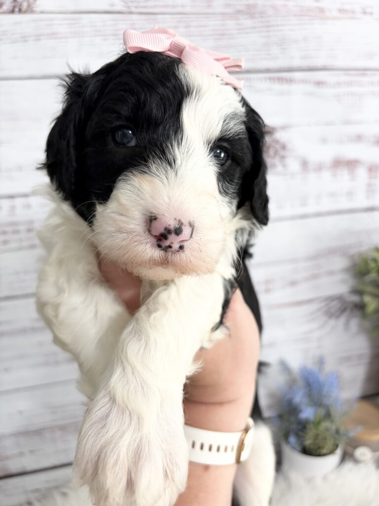 Standard female back and white Sheepadoodle for sale from reputable Missouri breeder.