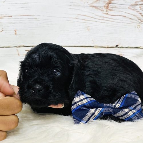 Black non shedding Cavapoo puppy for sale near STL, KC, and Rogers, AR.