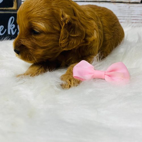 Red mini cavapoo female.