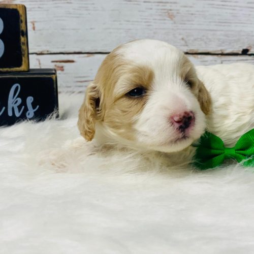 Adorable Cream and white Cavapoo with a green bow and adorable eye patch markings.