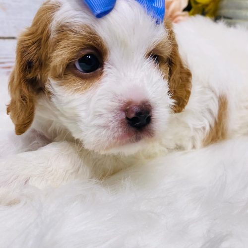 Cute Cavapoo girl puppy with red and white markings, fluffy white fur, and sweet expression.