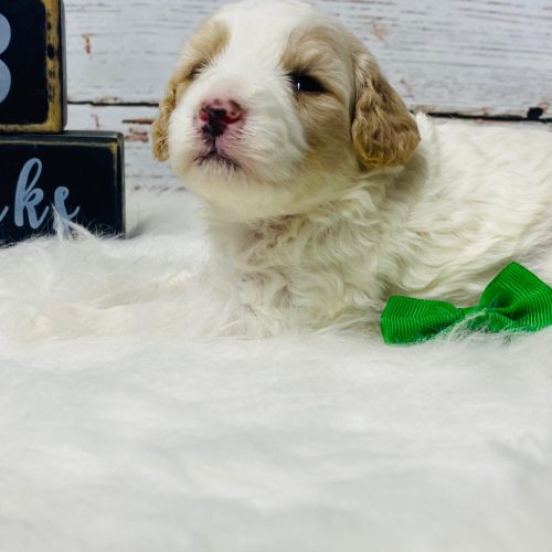 Apricot and white mini Cavapoo puppy looking up.
