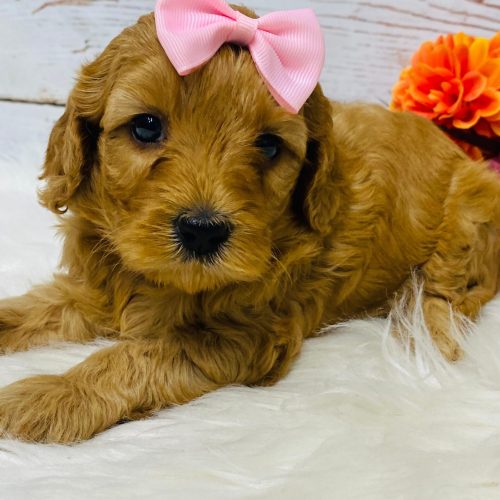Red mini cavapoo female.