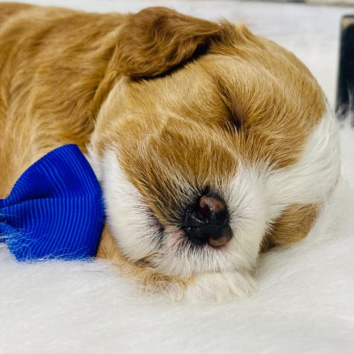 Red and white tuxedo Cavapoo from reputable breeder near Springfield, Missouri.