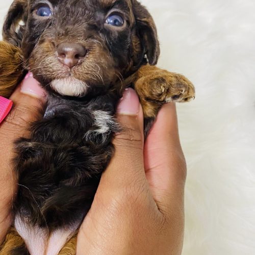 Chocolate phantom Cavapoo puppy with white chin and chest.