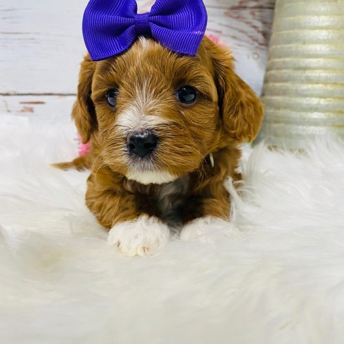 Red mini Cavapoo with white socks, white nose, white chin and white spot on head.