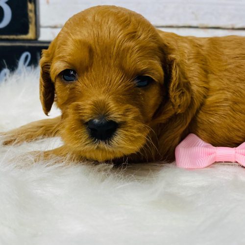 Red Cavapoo female laying on a white rug.