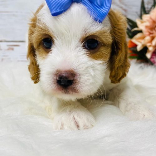 Adorable female Cavapoo puppy with soft curly coat and purple bow photographed in Springfield, Missouri.