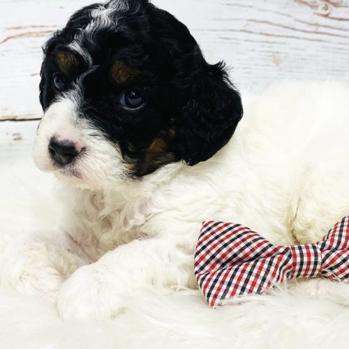 Adorable white Cavapoo with black eye and ear patches. Premium breeder near STL, Rogers, and KC.