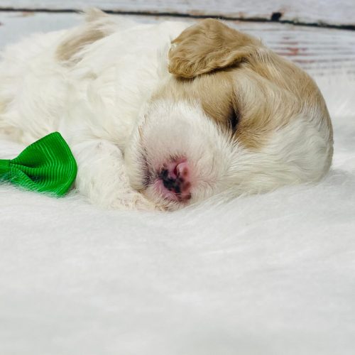Cavapoo puppy sleeping on a white blanket. Cute apricot eye patches and spotted nose.
