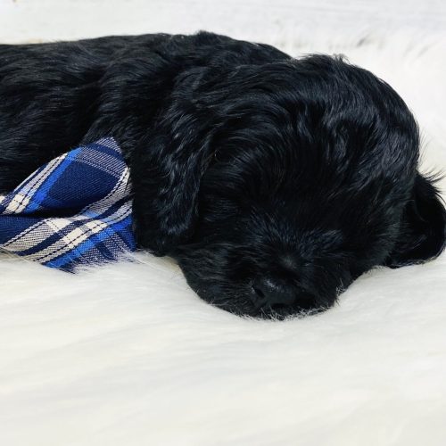 Beautiful Wavy Black F1b Cavapoo male available in Springfield , Missouri.