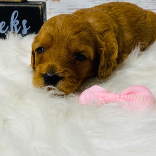 Red mini Cavapoo female ready to go this summer.