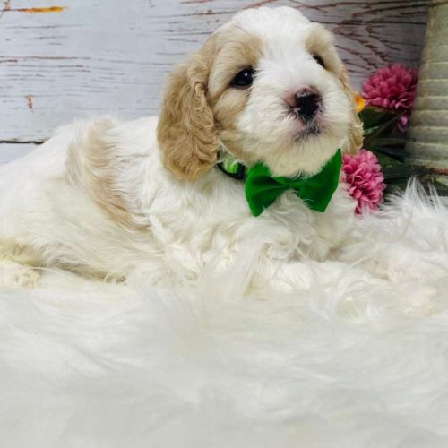 Adorable Cream and white Cavapoo with a green bow and adorable eye patch markings.