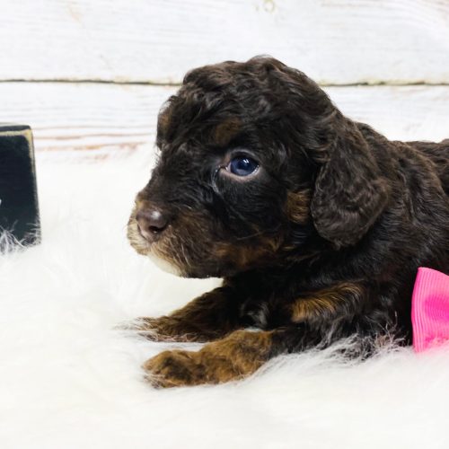Chocolate phantom mini Cavapoo with curly hypoallergenic coat.