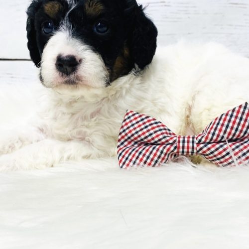 Adorable tri-color Cavapoo, calm, small size, premium Cavapoo breeder in Springfield, MIssouri