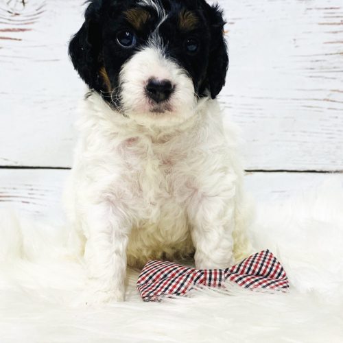 Close-up of tri-color Cavapoo puppy face with unique markings, Cavapoo ready to reserve, family-raised doodle in Missouri.