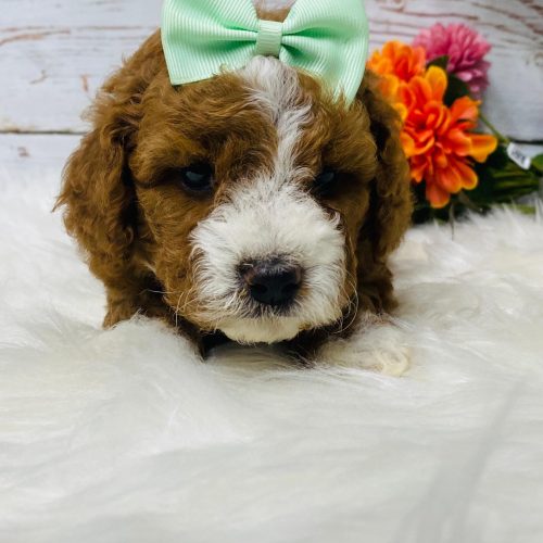 Dark red Cavapoo with fluffy curly coat and white tuxedo markings. Availavle near Nixa, MO from a reputable breeder.