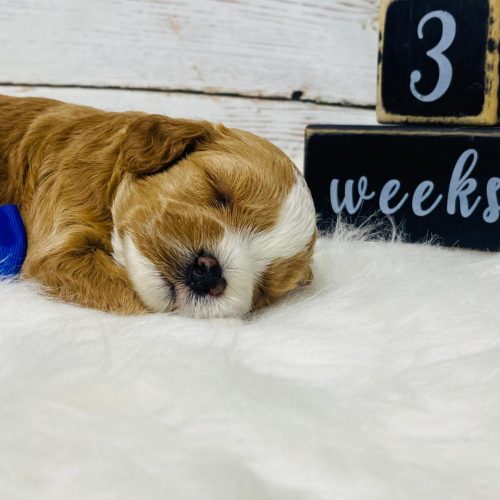 Adorable red and white Cavapoo sleeping on a white fluffy blanket.