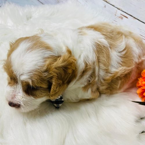 Fluffy Cavapoo puppy with apricot and white markings showing off a thick, soft, wavy coat. Adorable eye patches, teddy bear appearance highlight the premium quality and adorable personality of this family-raised Cavapoo puppy.