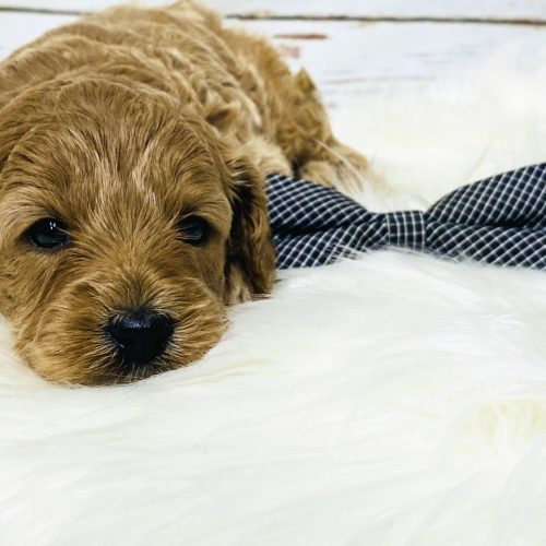 Apricot Cavapoo with wavy coat and compact size, early development stage, perfect future family companion puppy.