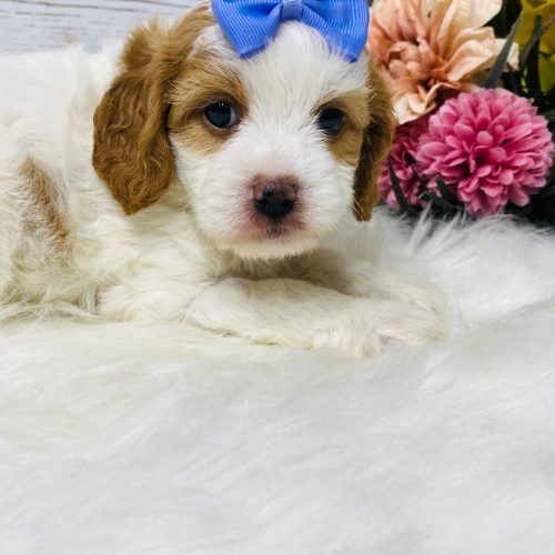 Mini Cavapoo puppy for sale with hypoallergenic low shedding coat and playful personality from Missouri breeder.