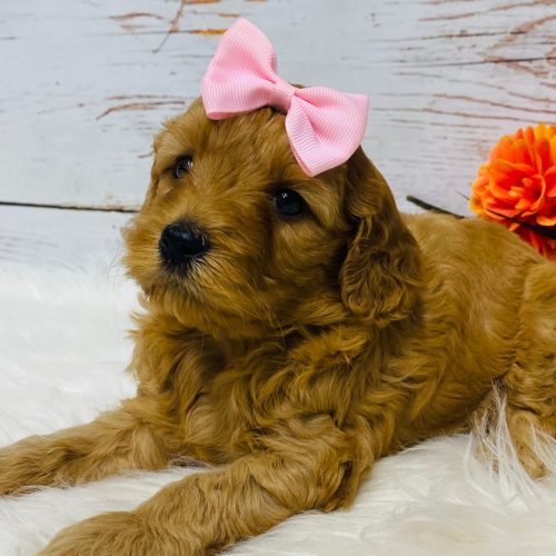 Red Cavapoo female laying on a white rug.