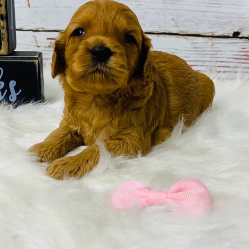 Red mini Cavapoo female ready mid July.