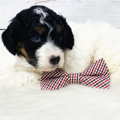 Adorable moyen Cavapoo with tri color markings and eye patches. Ready June 1st from premium Missouri breeder.