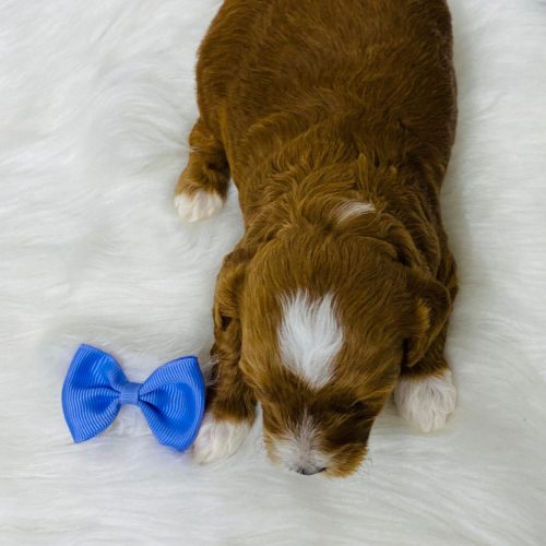 Top view of red Cavapoo with white socks and white spot on head and face.