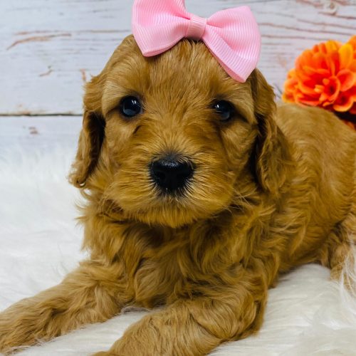 Red Cavapoo female laying on a white rug.