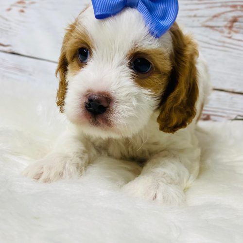 Red and white Cavapoo puppy with purple bow sitting on white rug from Davis Family Doodles in Missouri
