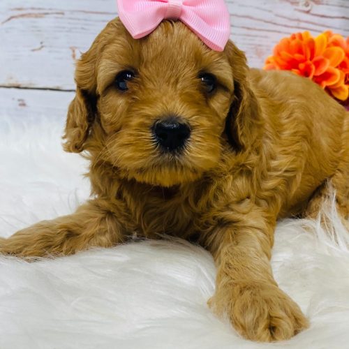 Red mini Cavapoo female ready mid July.