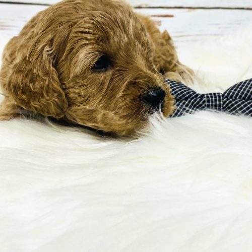 Close-up of apricot Cavapoo puppy with soft curls and sweet expression, reserve your Cavapoo puppy Missouri