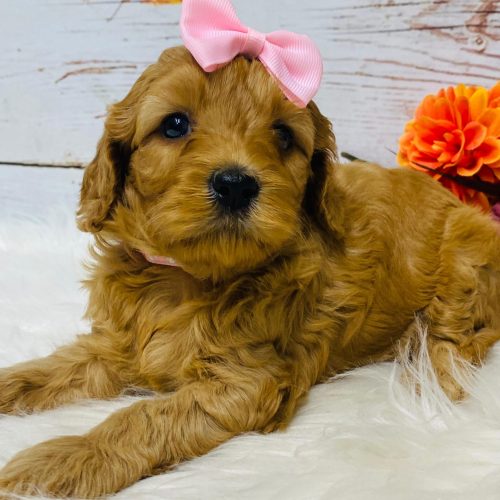 Red mini Cavapoo female ready to go this summer.