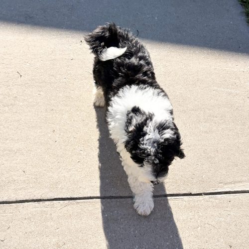 Gorgeous Mini Sheepadoodle walking on a side walk. For sale from reputable breeder near STL, KC, and Rogers.