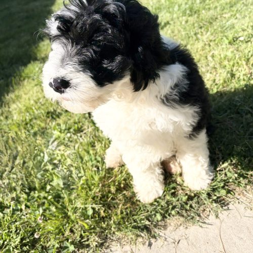 Handsome black and white MIni Sheepadoodle puppy ready to go now from a high quality breeder.