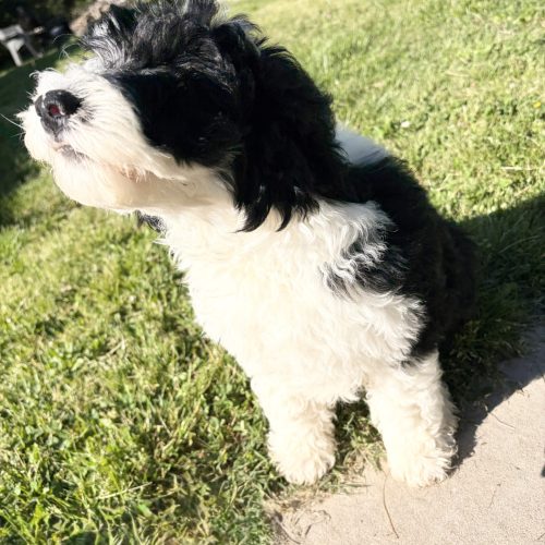 Adorable black and white medium Sheepadoodle looking up at his owner. Available now from a reputable breeder.
