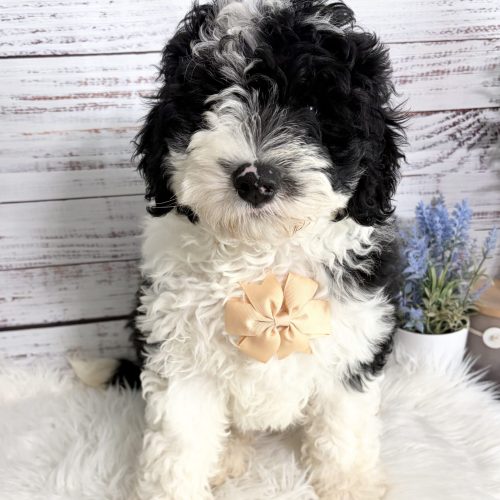 Black and white Sheepadoodle puppy, ready to go now with 2 year health guarantee.