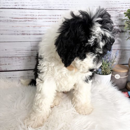 Ready to go black and white Mini Sheepadoodle with unique markings and a beautiful coat.