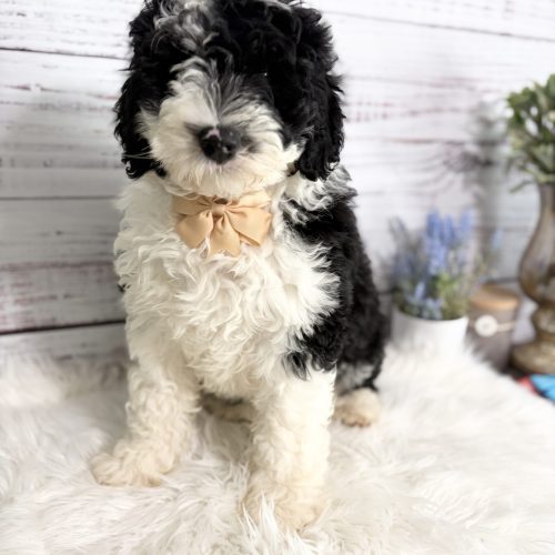 Adorable tuxedo black and white Sheepadoodle puppy with a luxurious non shedding coat.