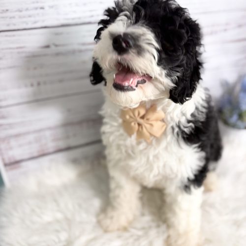Mini Sheepadoodle ready to go now in Springfield, MO from a reputable breeder.