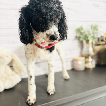 Chyna- Black and white Poodle female
