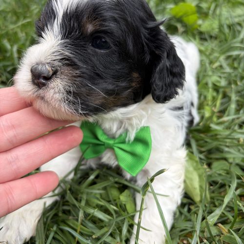 Fluffy black-and-white Cavapoo puppy with a soft curly coat and green bow tie. This sweet family-raised Cavapoo has a compact body, teddy bear features, and a calm loving temperament perfect for homes looking for a low-shedding puppy.