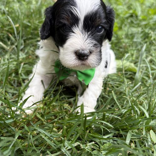 Black-and-white Cavapoo puppy with a bright green bow tie sitting in fresh green grass outdoors. THis adorable Cavapoo has a soft wavy coat, teddy bear face, and expressive dark eyes, making him a perfect family companion with a low-shedding coat and a sweet personality.
