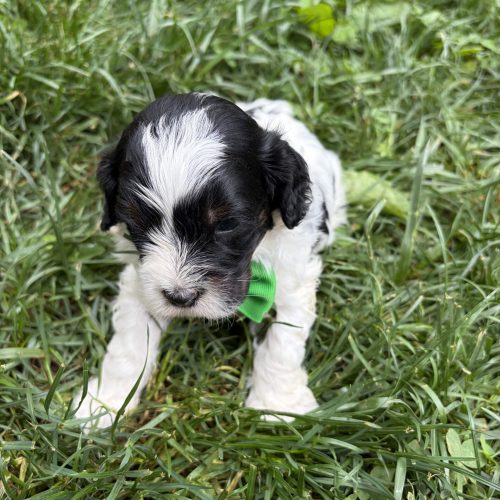 Black-and-white Cavapoo puppy close-up with bright eyes, fluffy curls, and a green bow tie sitting outside in Missouri. This adorable Cavapoo has a teddy bear face, low-shedding coat, and affectionate personality that makes him highly desirable for family homes.