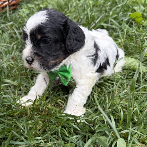 Male Cavapoo puppy with black-and-white markings and a green bow tie posing outdoors in lush grass. This sweet Cavapoo features a soft wavy coat, floppy ears, and a calm temperament perfect for families, children, and anyone wanting a loving companion dog.