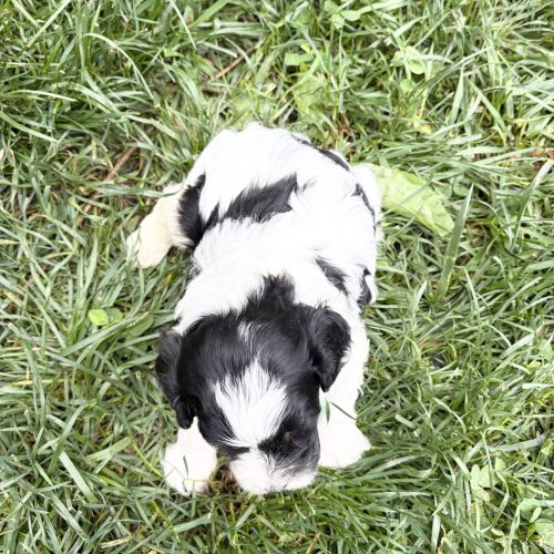 Tiny black-and-white Cavapoo puppy viewed from above with fluffy curls and unique markings resting in the grass. This family-raised Cavapoo puppy has a compact build, soft coat, and adorable teddy bear appearance ideal for cuddling and companionship.