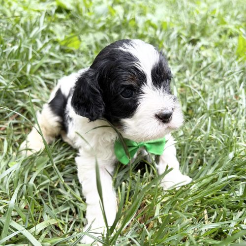 Cute Cavapoo puppy laying in green grass with soft black-and-white fur and vibrant green bow tie. This cuddly Cavapoo puppy has a gentle expression, fluffy coat, and playful personality ideal for companionship and family life.